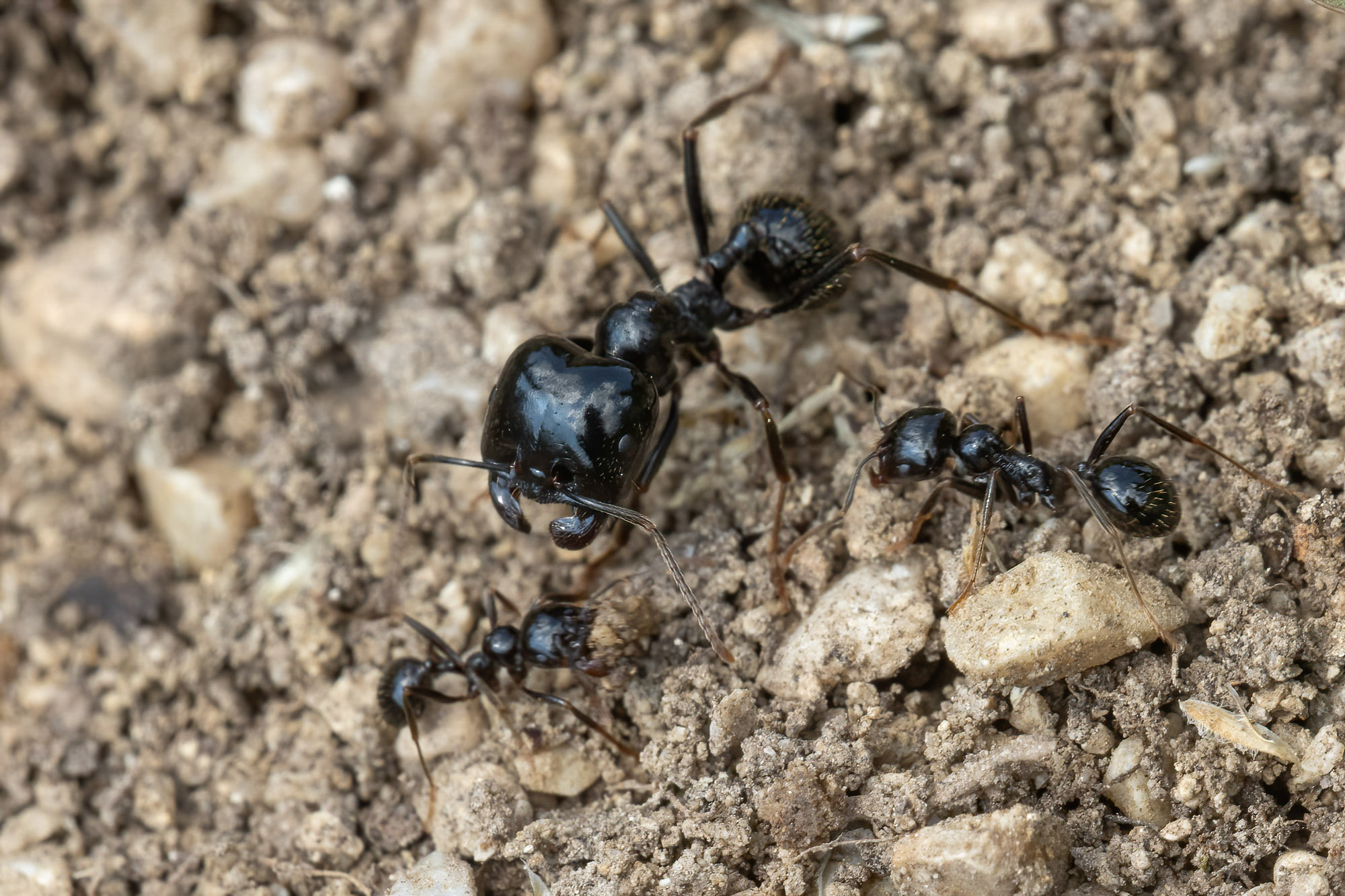 Messor capitatus